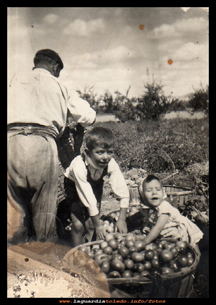 Recogiendo tomates en la huerta del tío Morito