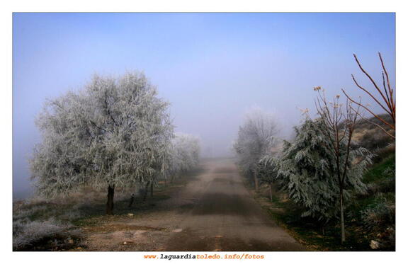 Arboles de hielo de camino al cementerio. 24 de diciembre de 2008