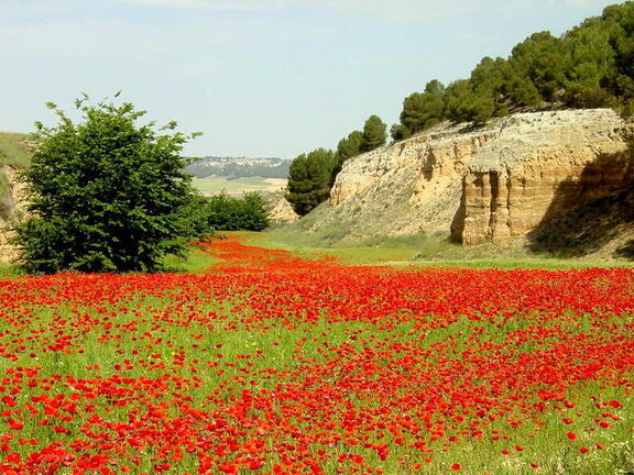 Río Rojo en Perejón "La primavera"
