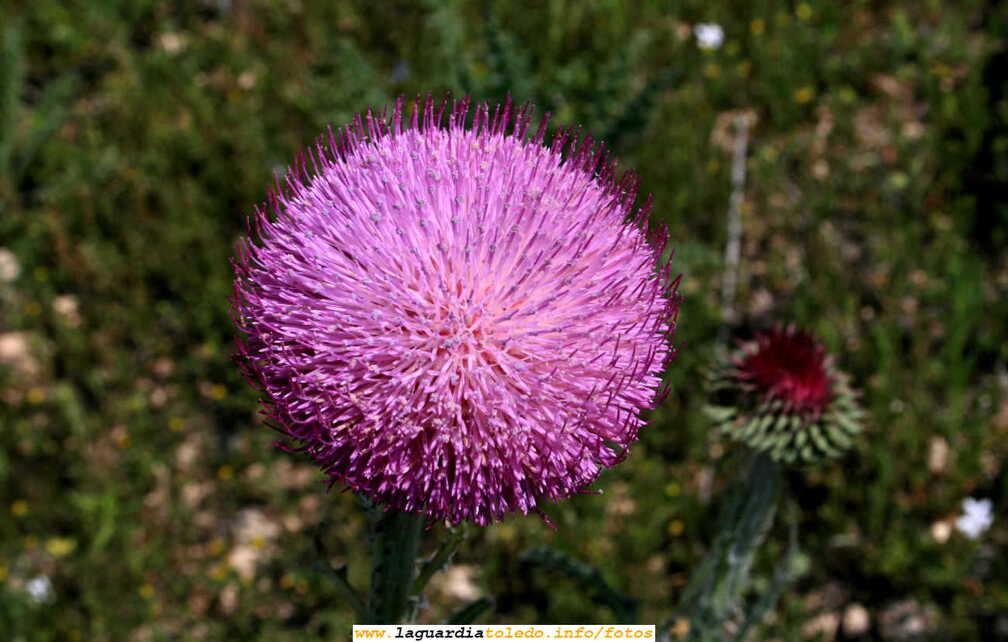 Un simple cardo en las orillas del Cedrón ( 5 de Mayo 2007)