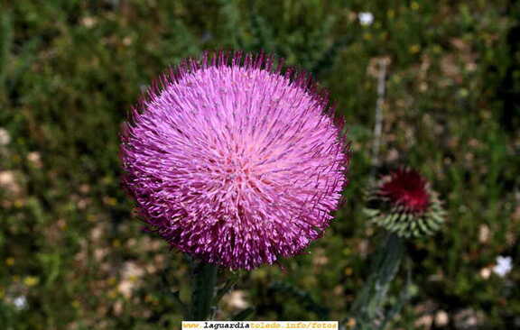 Un simple cardo en las orillas del Cedrón ( 5 de Mayo 2007)