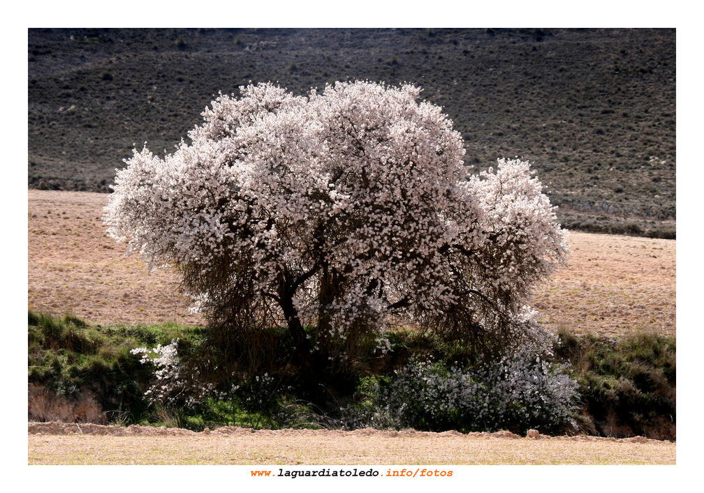 Primavera palpitante II - 14 de marzo de 2009.