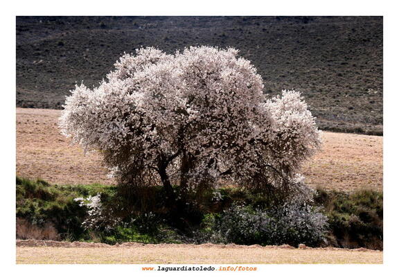 Primavera palpitante II - 14 de marzo de 2009.