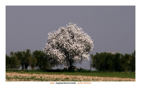Primavera palpitante I - 14 de marzo de 2009.