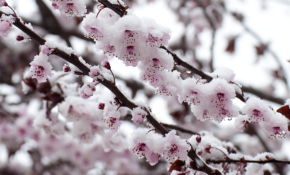 21-MARZO-2012 ..... Y LA PRIMAVERA SE CUBRIÓ DE NIEVE.