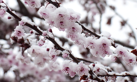21-MARZO-2012 ..... Y LA PRIMAVERA SE CUBRIÓ DE NIEVE.