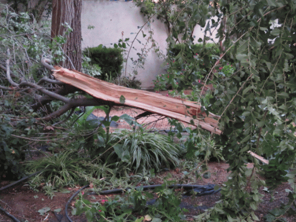 Destrozos de la tormenta en el Paseo del Norte. 30-8-2015