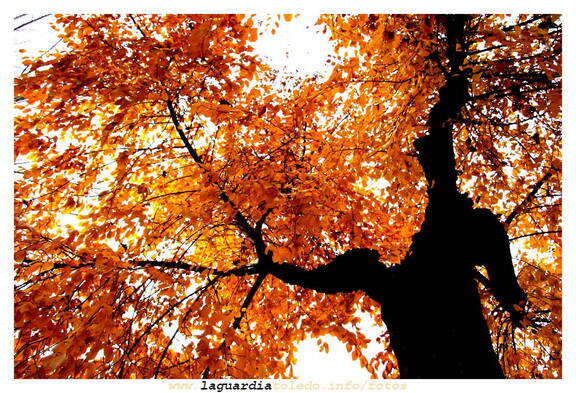 8 de diciembre de 2007. Otoño en la Glorieta