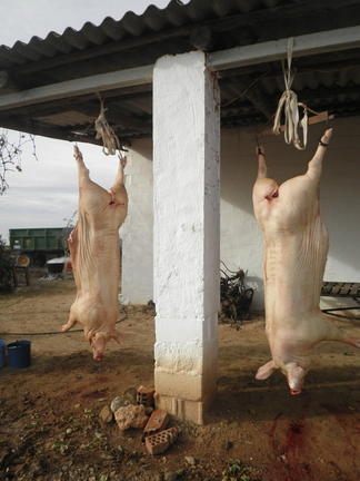 De matanza