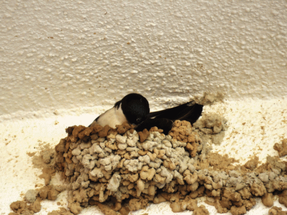 Las golondrinas el primer día de la primavera 2016 reconstruyendo sus nidos en la casa de Francisco Alegre
