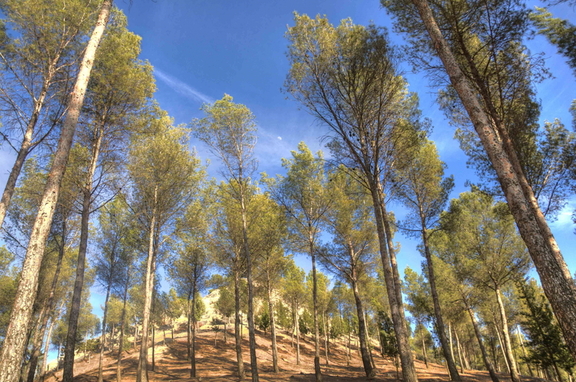 Pinos con vista al cementerio