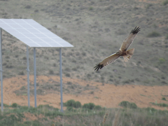Aguilucho en la Laguna