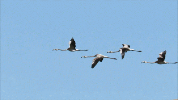 Gif animado del vuelo de los flamencos en la lagunas de La Guardia (Toledo)