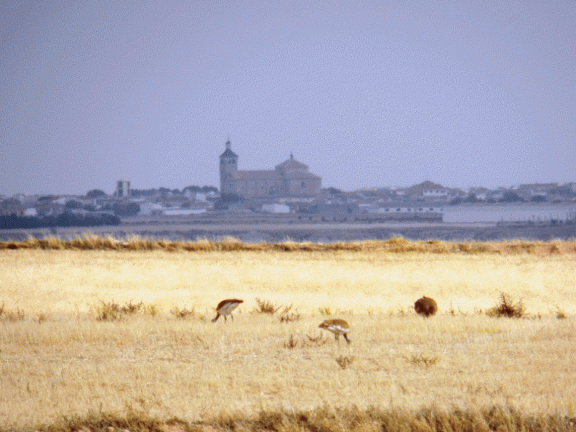 Avutardas desde el paraje de Tembleque de La Mesa a 7,5 Kms de nuestro pueblo