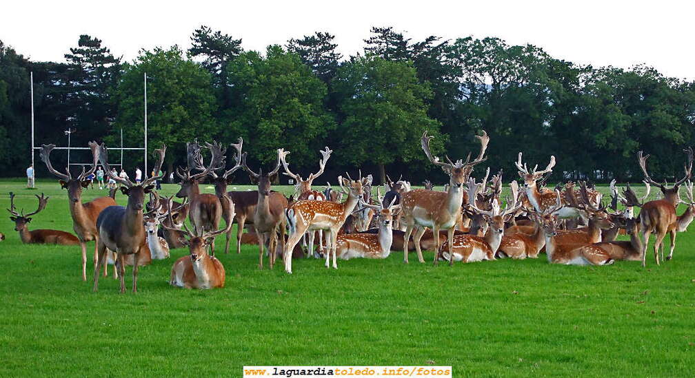 6 de diciembre de 2007. Anika II - Phoenix Park