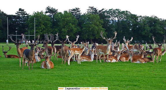 6 de diciembre de 2007. Anika II - Phoenix Park