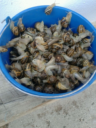 Caracoles del Cabozo