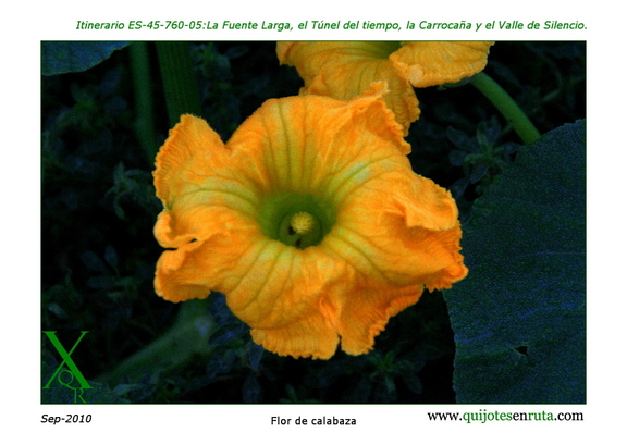 Flor de calabaza