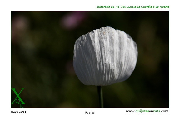 Pureza