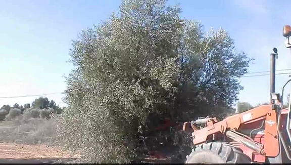 Video cogiendo aceitunas en la Cuesta del Madero. 23-01-2010 (III)