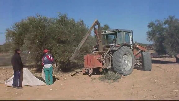 Video cogiendo aceitunas en la Cuesta del Madero. 23-01-2010 (II)