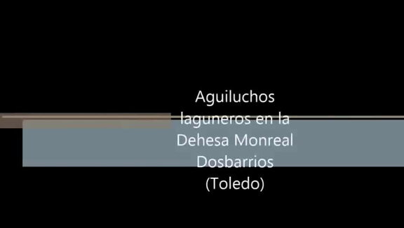 Aguiluchos laguneros de la Dehesa Monreal con La Guardia como testigo. Vídeo hecho a 8,5 Kms de La Guardia