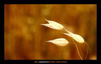Campaña de cereal 2007-2008. No son peces son las flores de la avena loca en mitad de un campo de cebada. 8 de Junio de 2008
