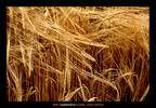 Campaña de cereal 2007-2008. Campos de cebada. 8 de Junio de 2008