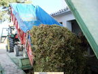 1 de Octubre de 2006. Descargando la uva. Cooperativa del Santo Niño