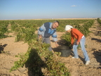 VENDIMIA 2007