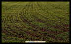 16 de diciembre de 2007. Campaña de cereal 2007-2008. Nacimiento de la siembra en una tierra del Pico Blanco