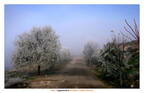 Arboles de hielo de camino al cementerio. 24 de diciembre de 2008