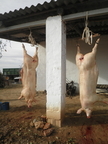 De matanza