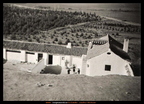 La majá