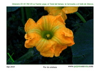 Flor de calabaza