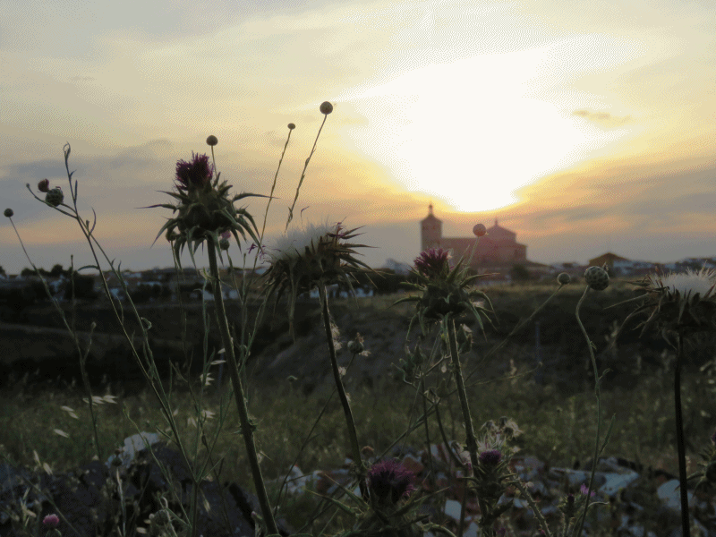 Plantas silvestres y la Iglesia al amanecer. 12-6-2015