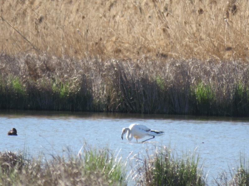 Flamencos en la primera laguna.. 24-4-2016