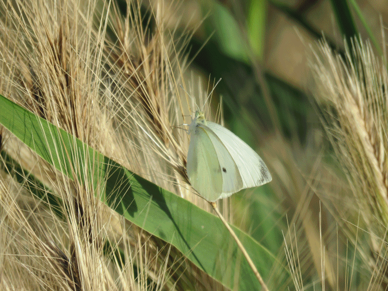 Mariposas en las Lagunas