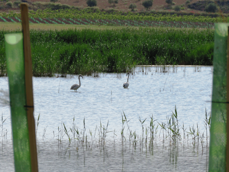 Flamencos en las lagunas. 28-5-2016