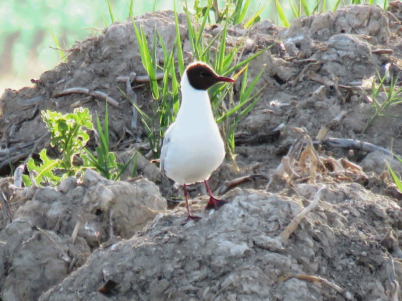 Gaviotas reidoras en las lagunas de nuestro pueblo