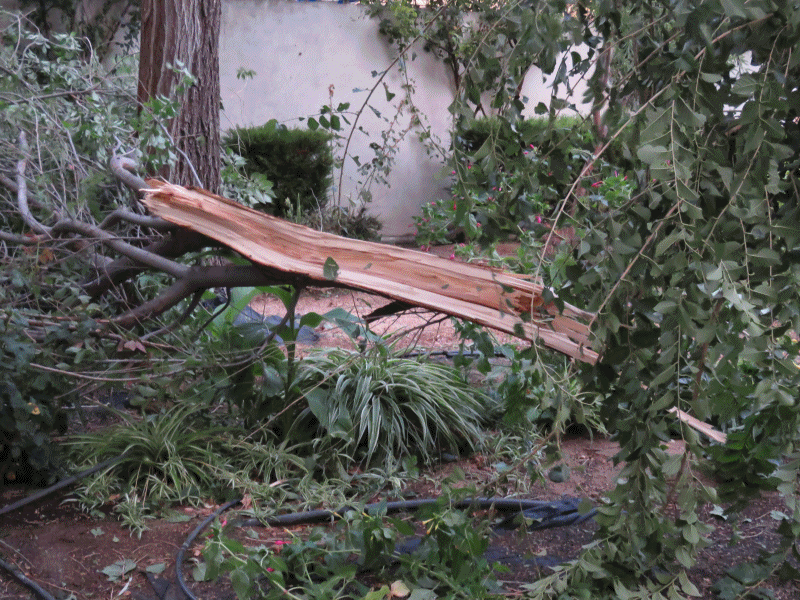 Destrozos de la tormenta en el Paseo del Norte. 30-8-2015