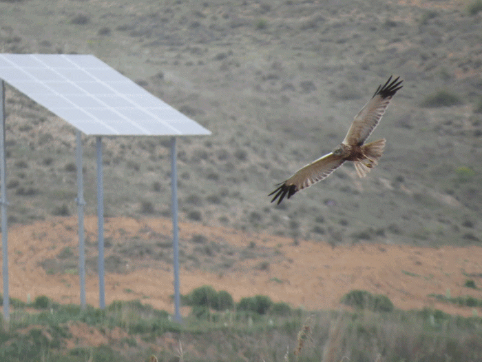 Aguilucho en la Laguna