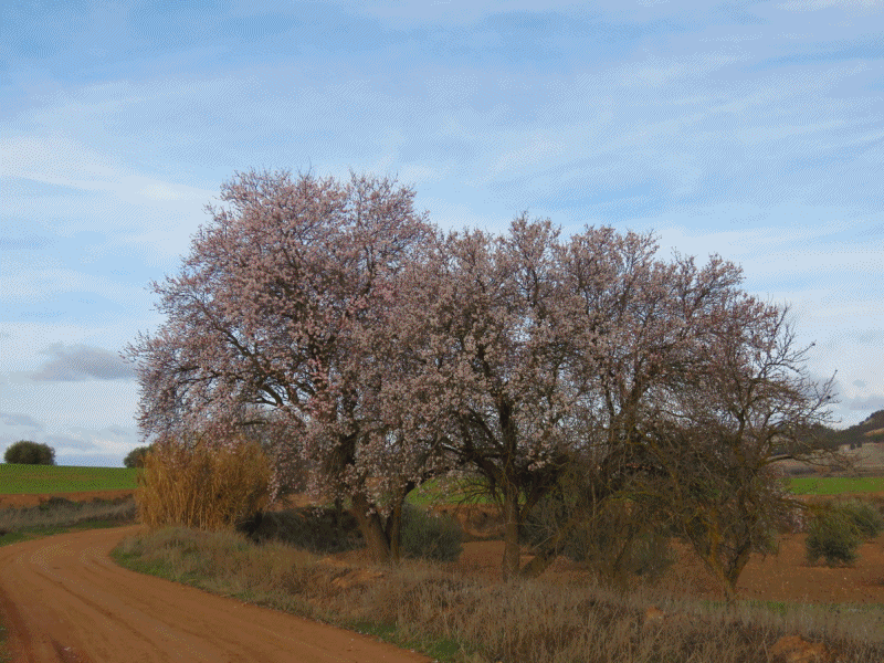 Almendros en flor el 9 de febrero de 2016 en el Batán