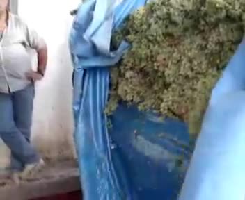 1 de Octubre de 2006. Descargando la uva. Cooperativa de San Juan Bautista