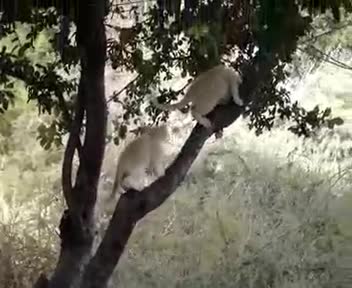 Esto no es un reportaje de Félix Rodriguez de la Fuente en "El hombre y la Tierra".Son dos gatos jugando en un árbol de la Calle Cuesta de la Fuente. 2 de Septiembre de 2006 a primera hora de la mañana