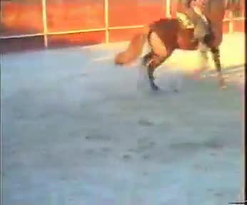 Fiestas de 1995. Toros en la plaza portátil de la Localidad. Espectáculo de Rejoneo